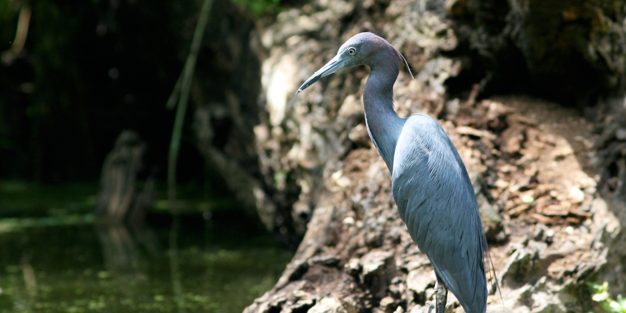 hillsborough river Blue Egret
