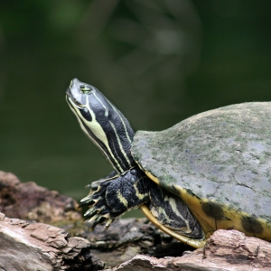 hillsborough river turtle