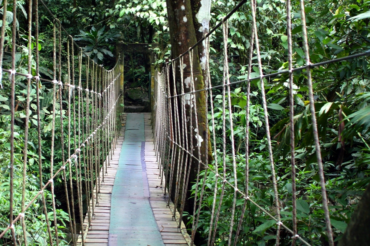 Rope Bridge Rain Forest
