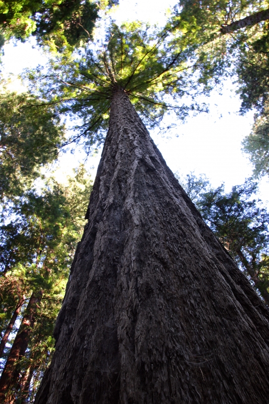 Redwood Tree Muir Woods