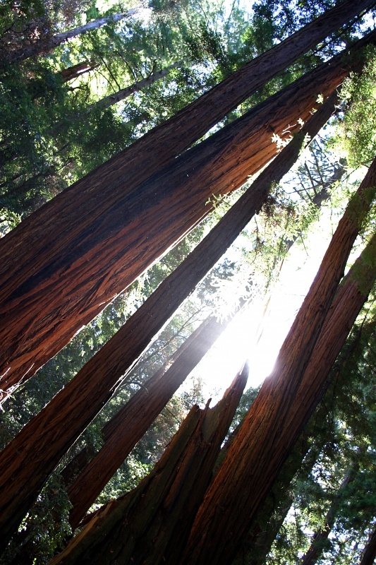 Redwood Trees Muir Woods